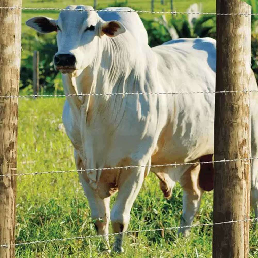 Arame Farpado Dupla Galvanizado RL c/500m Nelore Morlan